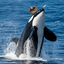 Orca MT4 trading robot logo