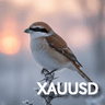 Mozu