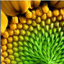Titan Fibonacci Levels trading robot logo