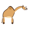 Camel