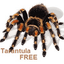 Tarantula trading robot logo