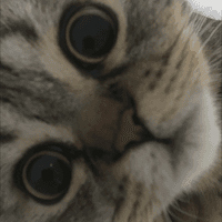 GOLD Cat EA
