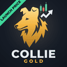 Collie Gold