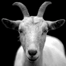 Goat Crazy Pro