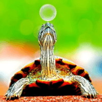 Turtle Scalper Pro trading robot logo