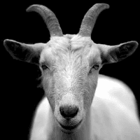 Goat Crazy Pro trading robot logo