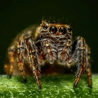 Spider Crazy Pro trading robot logo